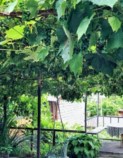 Achela'S Guesthouse Borjomi Bagian luar foto
